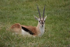 SWS03977-JA