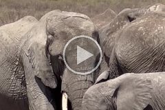Elephants