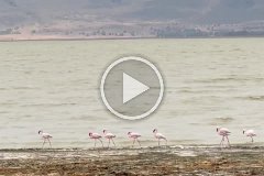 Flamingos