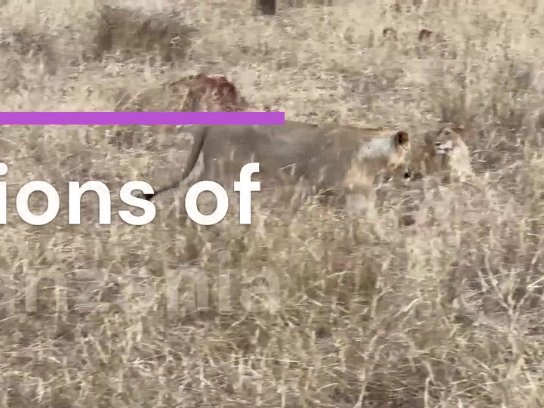Video clips All taken on the phone and the Leopard, Zebras and Elephants are from Jaci