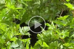 Alder Bay Bear