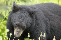 Black Bear-003-2048
