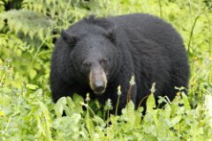 Black Bear-004-2048