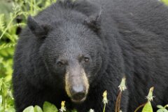 Black Bear-004-tp-2048