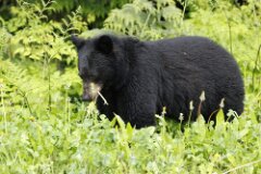 Black Bear-005-2048