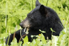 Black Bear-007-2048
