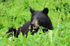 Black Bear-009-2048