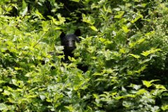 Black Bear-020-tp-2-2048