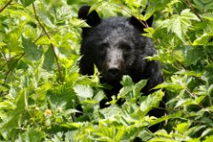 Black Bear-022-tp-2048