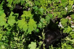 Black Bear-024-tp-2048