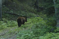 Brown Bear-001-tp-2048