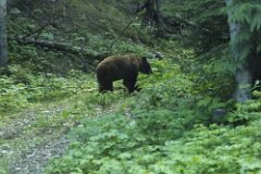 Brown Bear-002-tp-2048