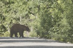 Brown Bear-003-tp-2048