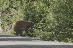 Brown Bear-004-tp-2048