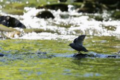 American Dipper-005--tp-2048