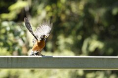 American Robin-002--tp-2048