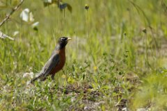 American Robin-013--tp-2048