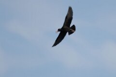 Black Oystercatcher-002--tp-2048