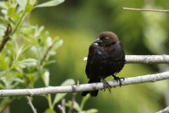 Brown Headed Cowbird-004--tp-2-2048