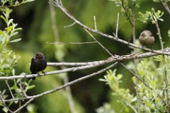 Brown Headed Cowbird-004--tp-2048