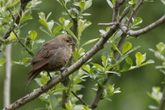 Brown Headed Cowbird-007--tp-2048