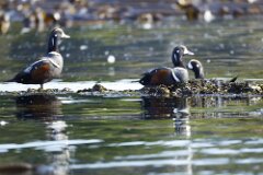 Harlequin Duck-001--tp-2048