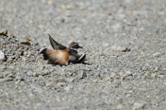 Killdeer-012--tp-2048