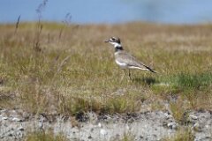 Killdeer-013--tp-2048