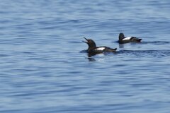 Pigeon Guillemot-006--tp-2048
