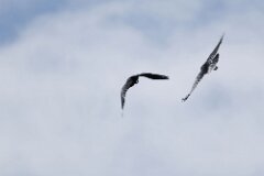 Raven-001-tp-2048