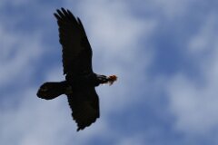 Raven-004-tp-2048