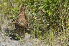 Ruffed Grouse-001--tp-2048