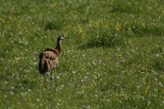 Sandhill Crane-005--tp-2048