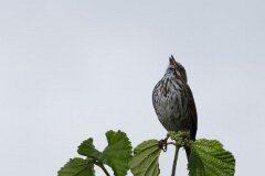 Song Sparrow-003--tp-2048