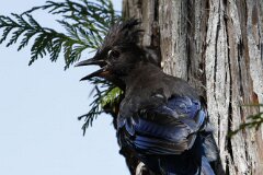 Steller's Jay-004--tp-2048