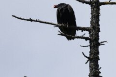 Turkey Vulture-001-tp-2048