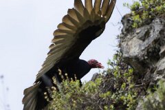 Turkey Vulture-003-tp-2048