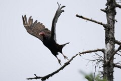 Turkey Vulture-004-tp-2-2048
