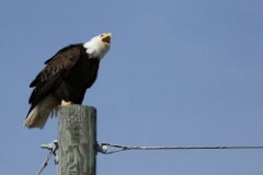 Bald Eagle-038-tp-2048
