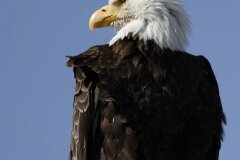 Bald Eagle-056-tp-2048