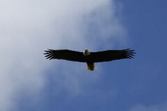 Bald Eagle-078-2048