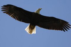 Bald Eagle-083-tp-2048