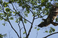 Bald Eagle-109-2048