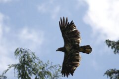 Bald Eagle-111-2048