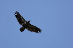 Bald Eagle-117-2048