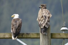 Bald Eagle-158-tp-2048