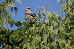 Bald Eagle-161-2048