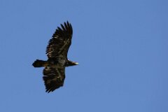 Bald Eagle-164-tp-2048
