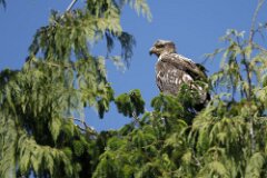 Bald Eagle-169-tp-2048