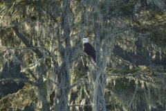 Bald Eagle-187-tp-2048